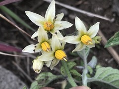 Solanum bulbocastanum