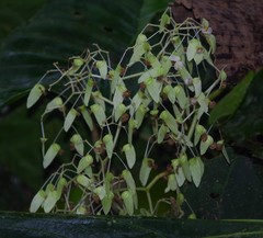 Begonia glabra