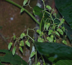 Begonia glabra