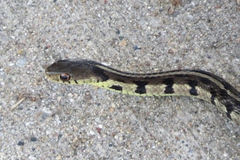 Thamnophis sirtalis semifasciatus