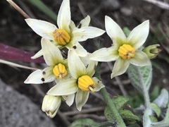 Solanum bulbocastanum