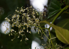 Begonia glabra