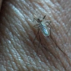 Anopheles atropos