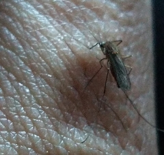 Anopheles atropos