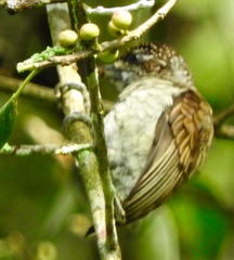 Picumnus squamulatus