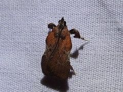 Galasa nigripunctalis