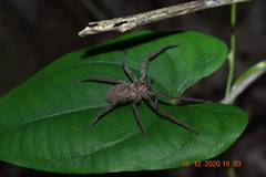 Heteropoda