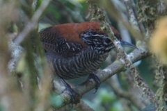 Cantorchilus semibadius