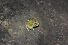 Duttaphrynus melanostictus