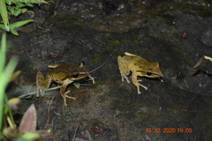 Polypedates leucomystax