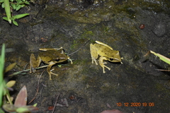 Polypedates leucomystax