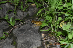 Polypedates leucomystax