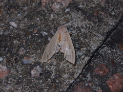 Creatonotos transiens vacillans