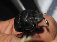 Dichotomius colonicus