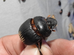 Dichotomius colonicus