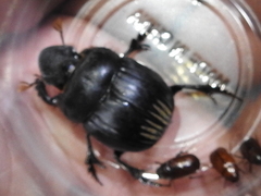 Dichotomius colonicus