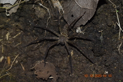Heteropoda