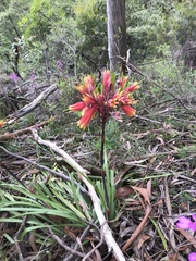 Blandfordia cunninghamii