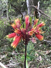 Blandfordia cunninghamii