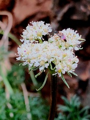 Cnidium salinum