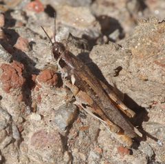 Catantops melanostictus