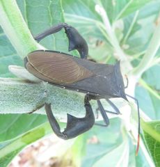Anoplocnemis curvipes