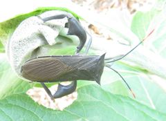 Anoplocnemis curvipes