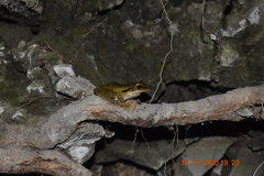 Polypedates leucomystax