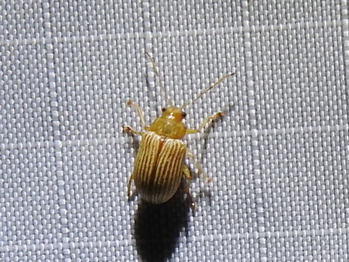Western Brown Colaspis Leaf Beetle photo 3