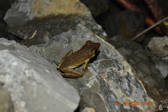 Polypedates leucomystax