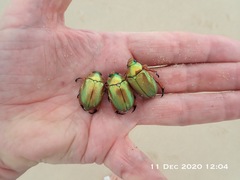 Anoplognathus viridiaeneus