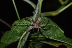 Heteropoda