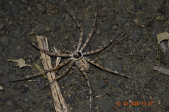 Heteropoda
