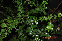 Magnoliopsida