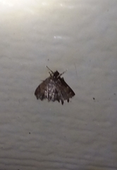 Hymenia perspectalis