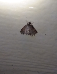Hymenia perspectalis