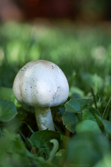 Agaricus xanthodermus