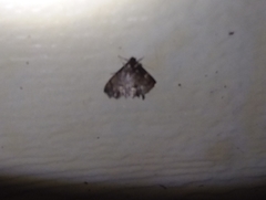 Hymenia perspectalis