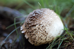 Agaricus xanthodermus