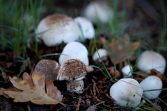 Agaricus xanthodermus