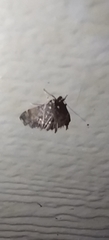 Hymenia perspectalis