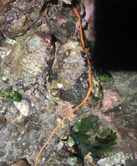 Tubulanus