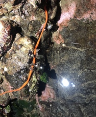 Tubulanus