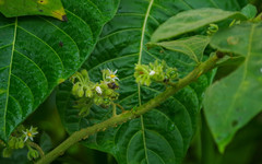 Solanum jamaicense