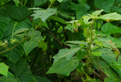 Solanum jamaicense