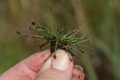 Eleocharis flavescens
