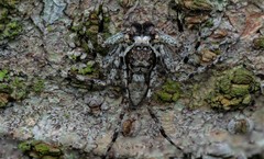 Phaeacius malayensis