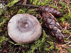 Lactarius circellatus