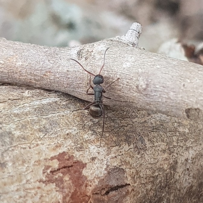 Polyrhachis lydiae