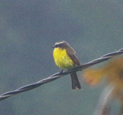 Myiozetetes cayanensis